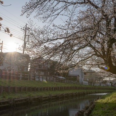 河岸から見た桜（埼玉県川越市氷川町）の写真