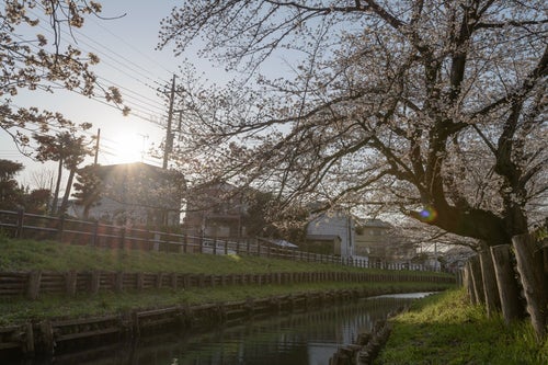 河岸から見た桜（埼玉県川越市氷川町）の写真