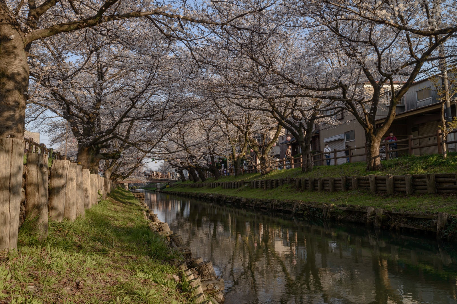 「新河岸川を覆う桜並木（埼玉県川越市氷川町）」の写真