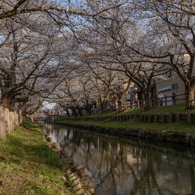 新河岸川を覆う桜並木（埼玉県川越市氷川町）の写真