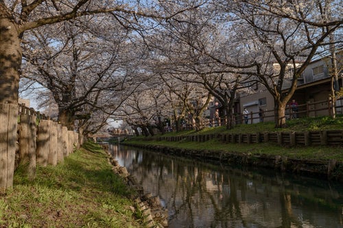 新河岸川を覆う桜並木（埼玉県川越市氷川町）の写真