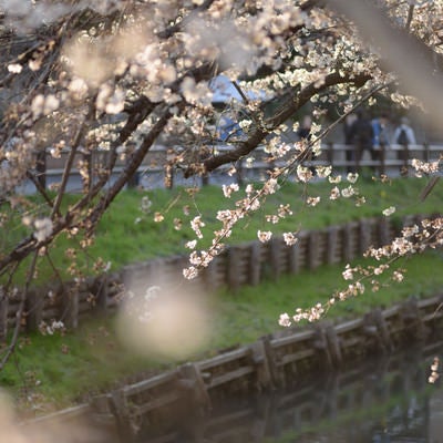 新河岸川と桜（埼玉県川越市氷川町）の写真