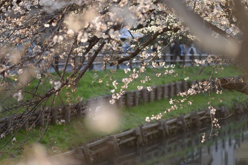 新河岸川と桜（埼玉県川越市氷川町）の写真