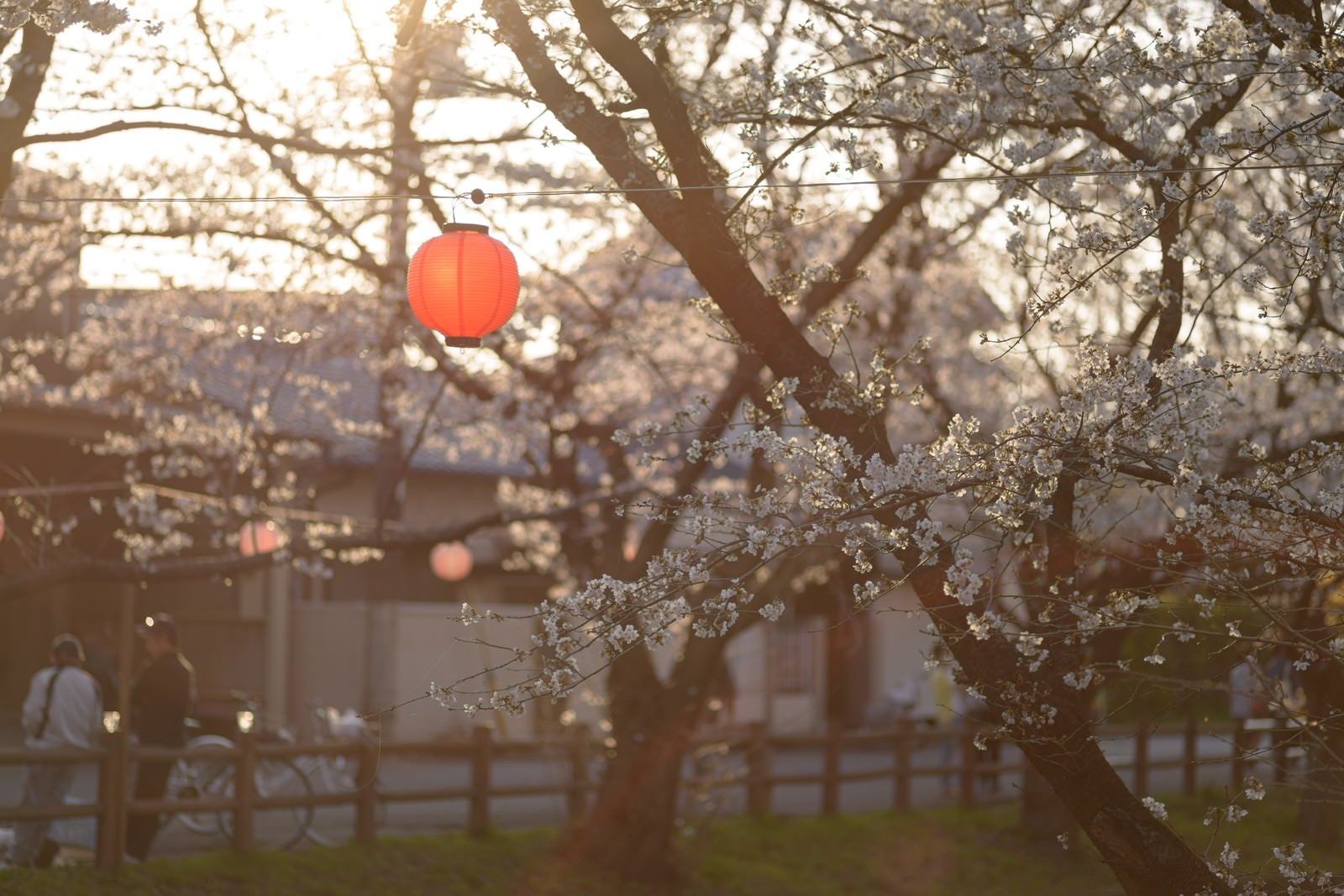 「新河岸川の桜と提灯（埼玉県川越市氷川町）」の写真