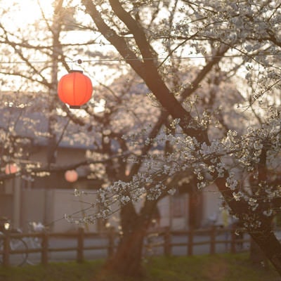 新河岸川の桜と提灯（埼玉県川越市氷川町）の写真