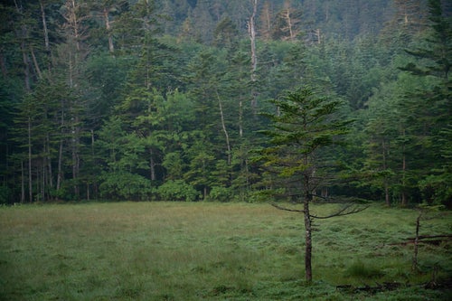 白駒湿原に立つ木々の写真