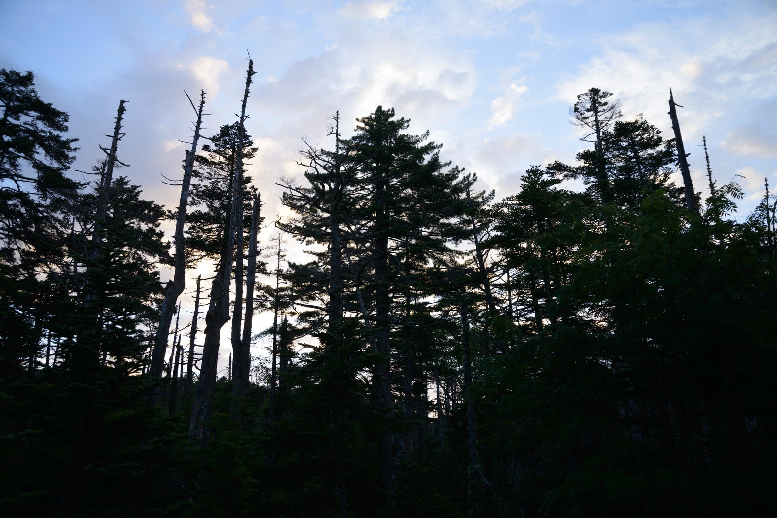 「森の中の立ち枯れの木々（白駒湿原）」の写真