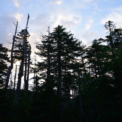 森の中の立ち枯れの木々（白駒湿原）の写真