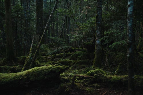 苔生す森（白駒の森）の写真