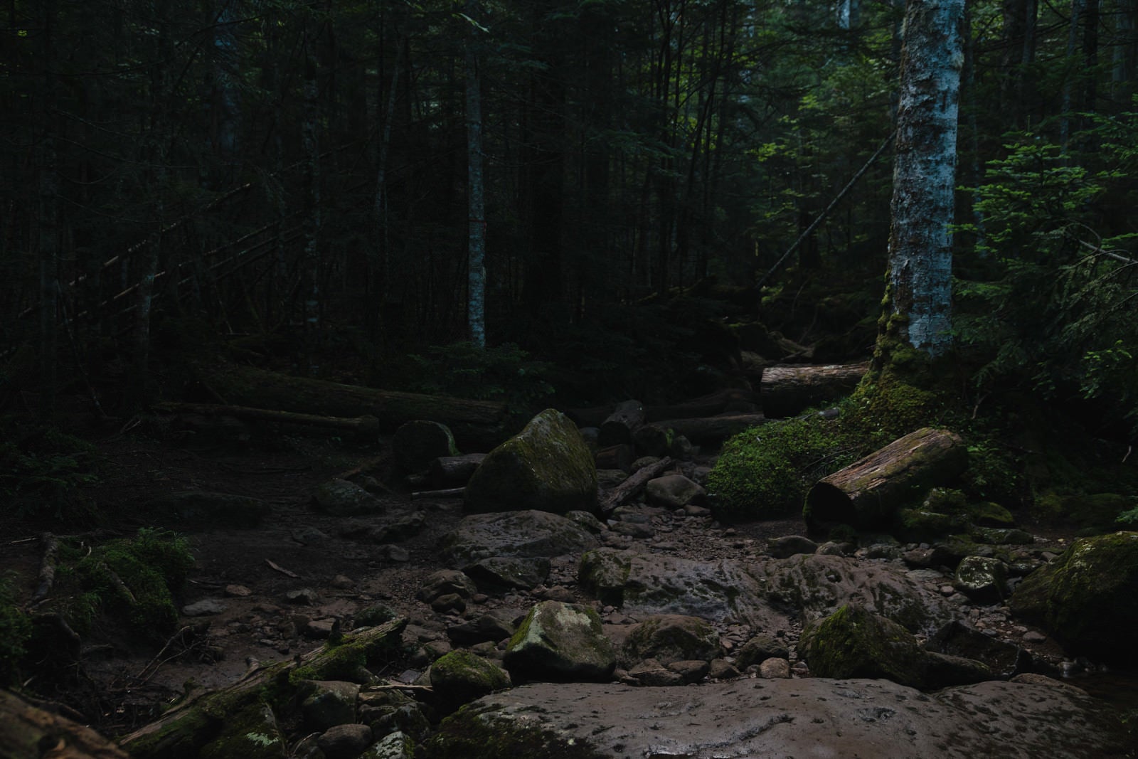 「倒木と岩の転がる登山道（白駒の森）」の写真