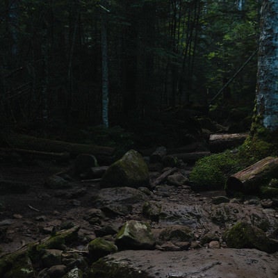 倒木と岩の転がる登山道（白駒の森）の写真