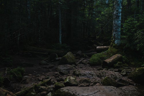 倒木と岩の転がる登山道（白駒の森）の写真