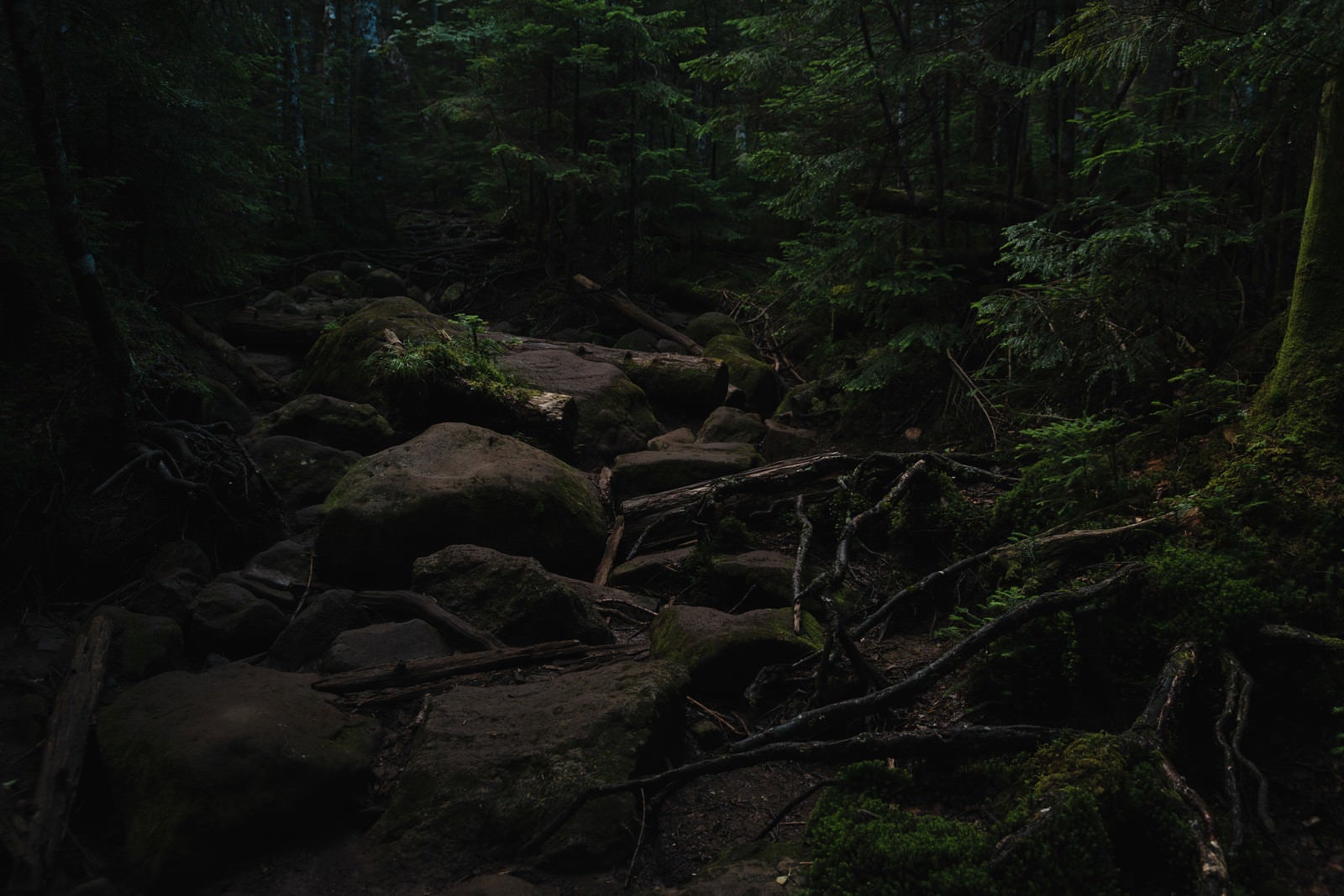 「薄暗い森林の岩場（白駒の森）」の写真