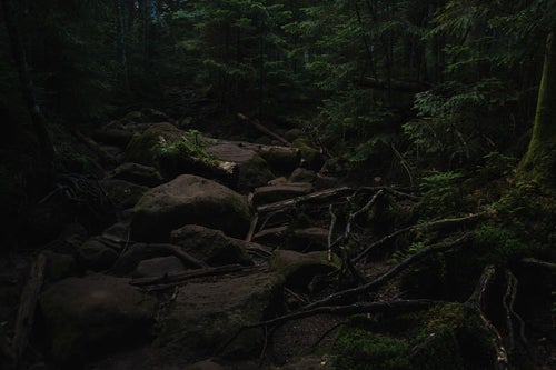 薄暗い森林の岩場（白駒の森）の写真
