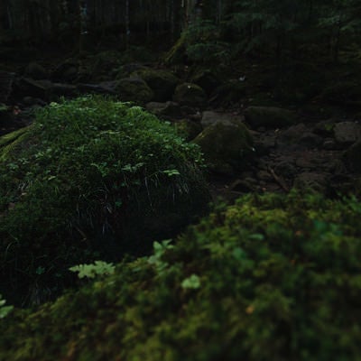 苔生す岩場の岩（白駒の森）の写真