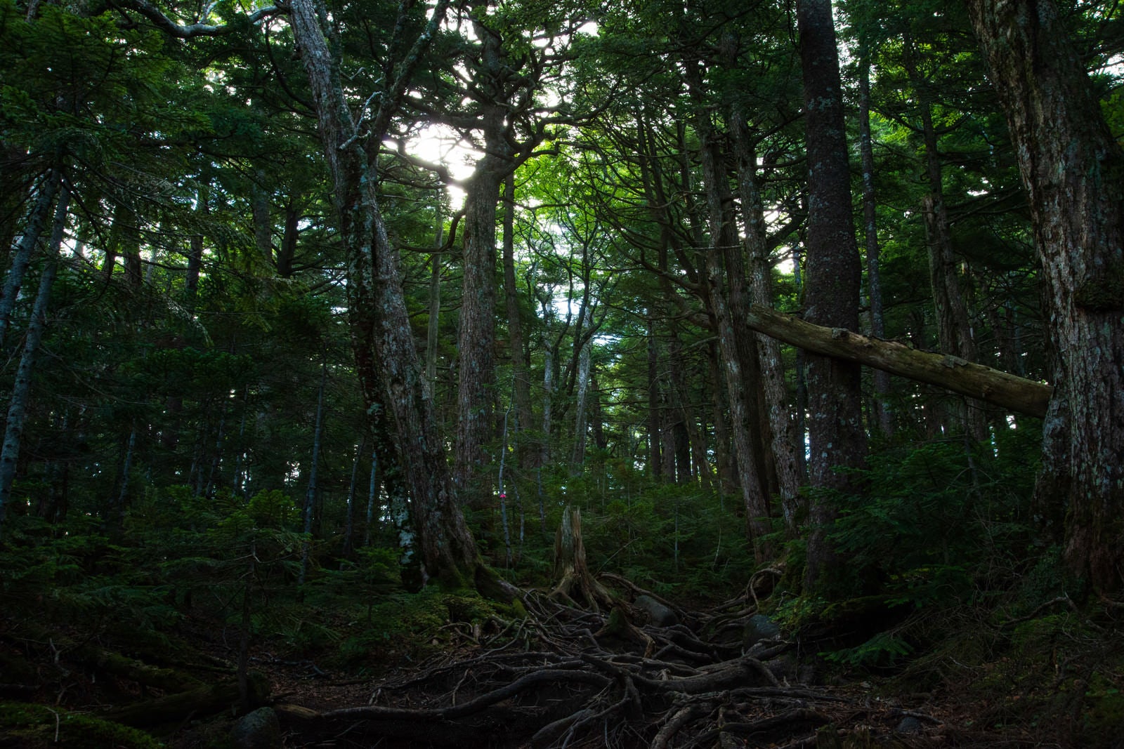 「地面に張り巡る木々の根（白駒の森）」の写真
