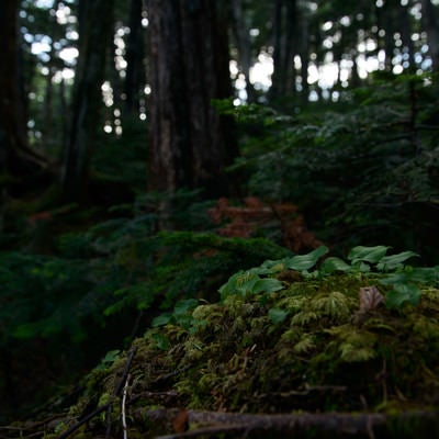 苔と共存する植物（白駒の森）の写真
