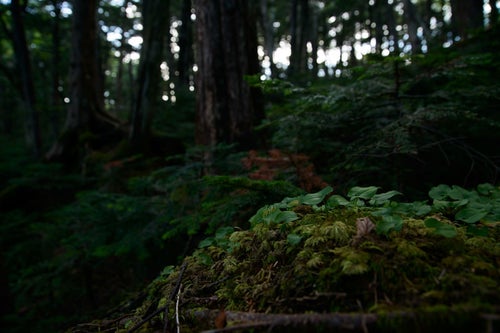 苔と共存する植物（白駒の森）の写真