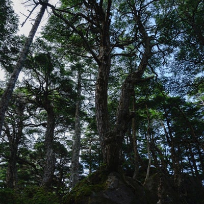 岩から伸びる木々（白駒の森）の写真