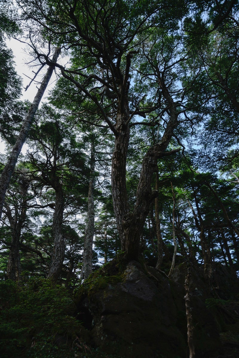 「岩から伸びる木々（白駒の森）」の写真