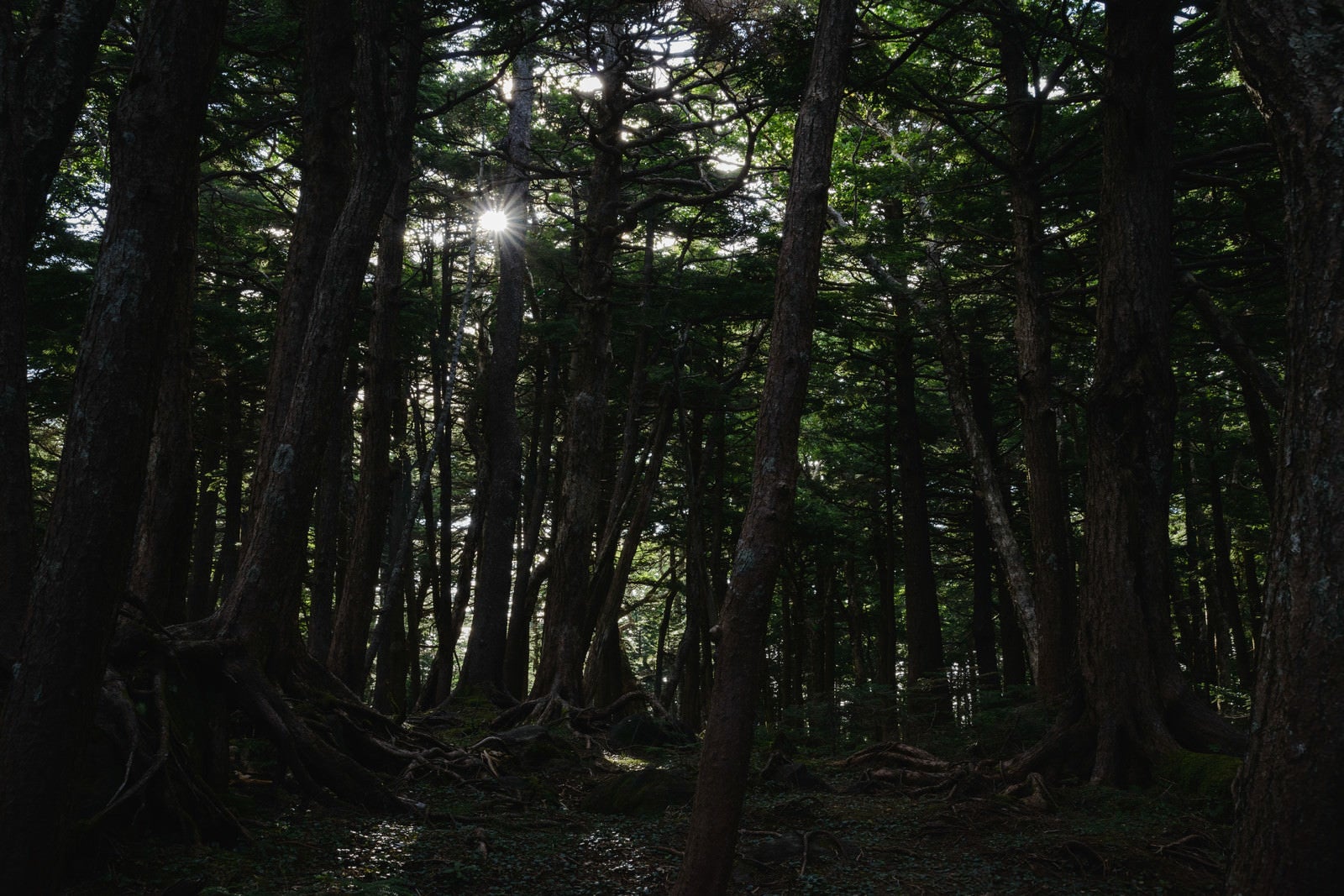 「白駒の森に射す光」の写真