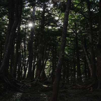 白駒の森に射す光の写真