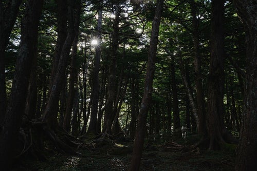 白駒の森に射す光の写真