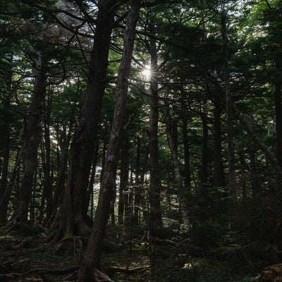 森に射し込む光（白駒の森）の写真