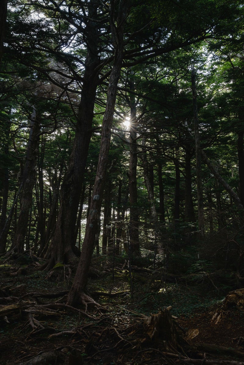 「森に射し込む光（白駒の森）」の写真