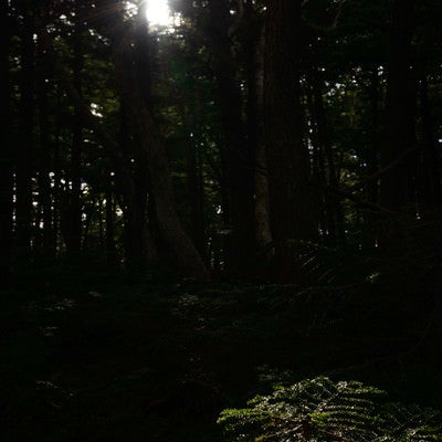 白駒の森に射し込む光と影の写真