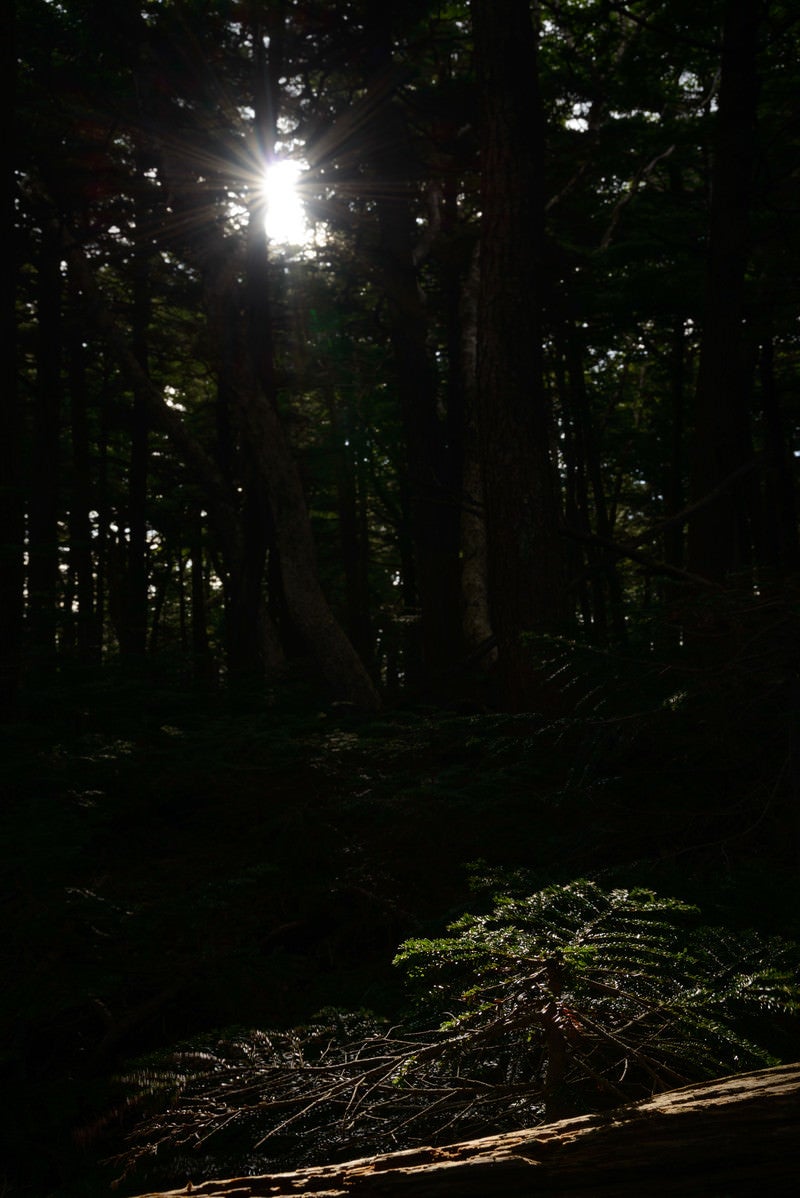 「白駒の森に射し込む光と影」の写真
