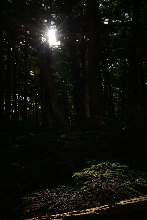 白駒の森に射し込む光と影の写真