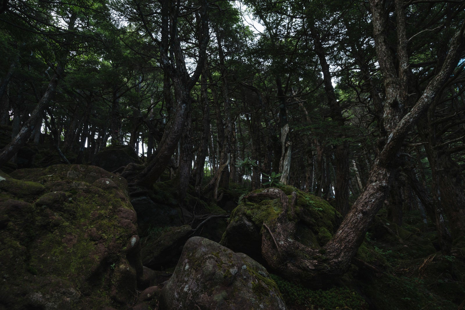 「岩場に根を絡める木々（白駒の森）」の写真