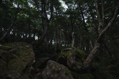 岩場に根を絡める木々（白駒の森）の写真