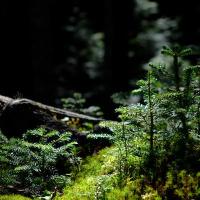 森の中のスギゴケ（天狗岳）の写真