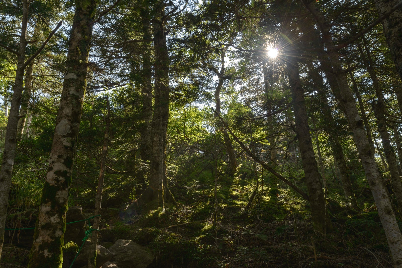 「天狗岳の森と木漏れ日」の写真