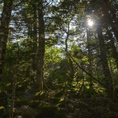 天狗岳の森と木漏れ日の写真