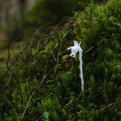 苔の中から伸びる白い植物（天狗岳）の写真