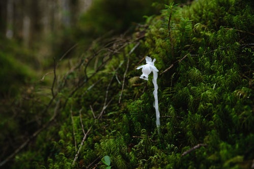 苔の中から伸びる白い植物（天狗岳）の写真