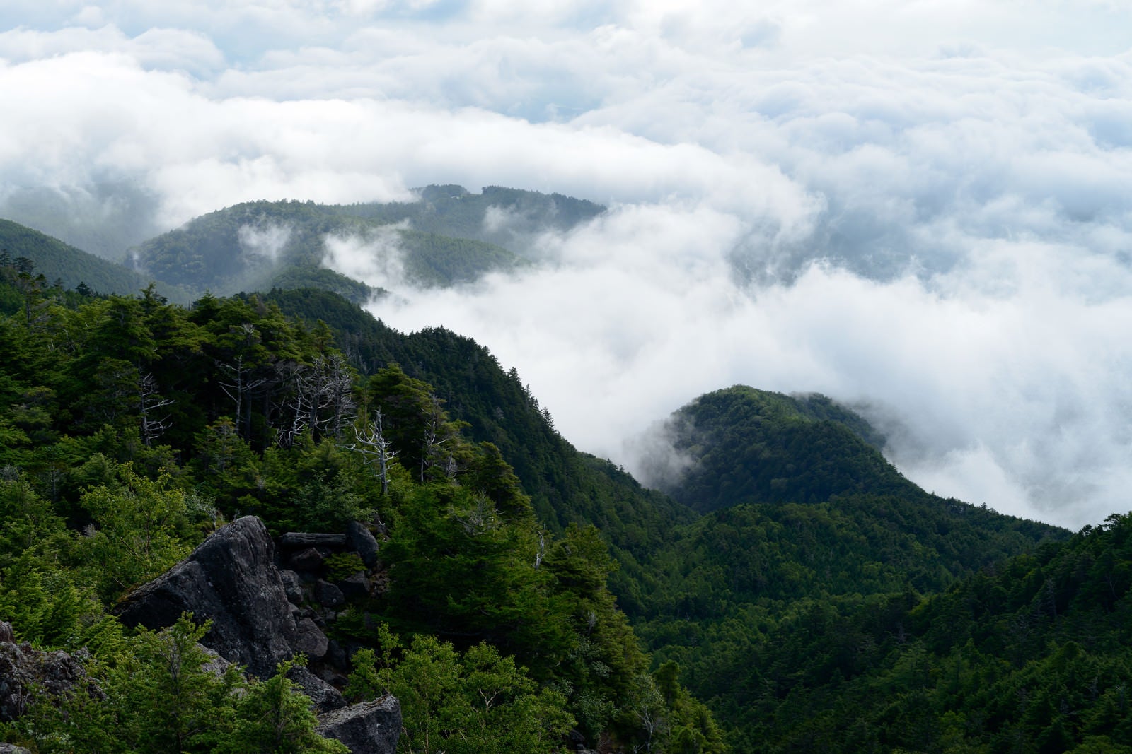 「立ち込める雲海と白駒の森」の写真