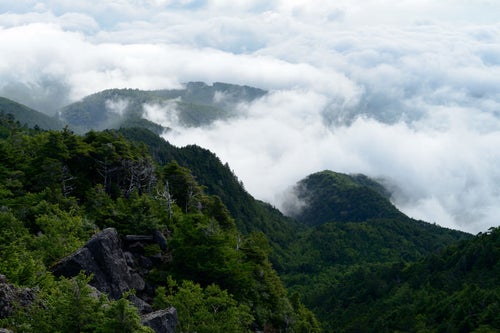 立ち込める雲海と白駒の森の写真