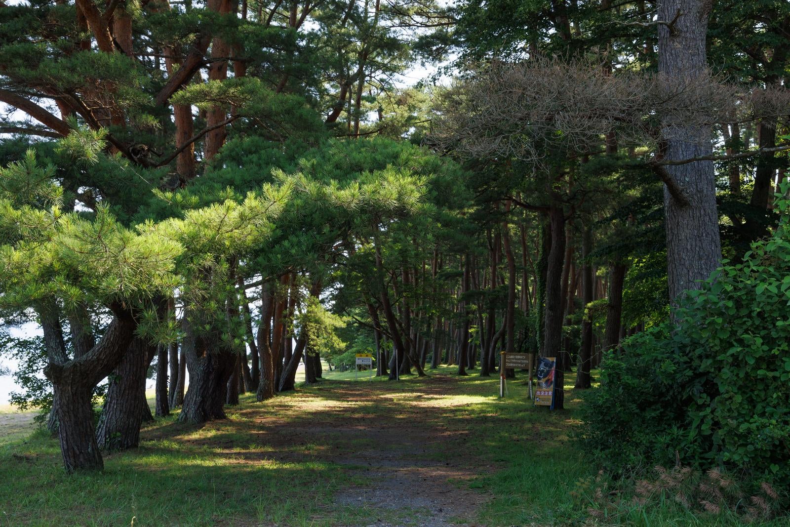 「猪苗代湖の美しい自然に囲まれている青松浜周辺の木々」の写真