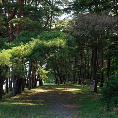 猪苗代湖の美しい自然に囲まれている青松浜周辺の木々の写真