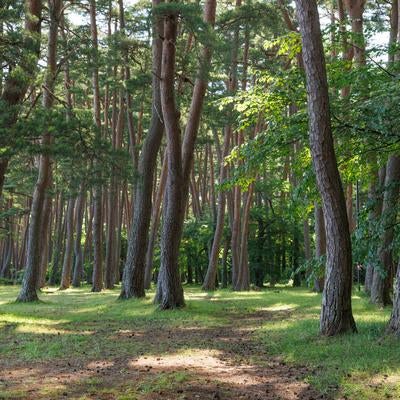 様々な種類の木々が茂る青松浜の写真