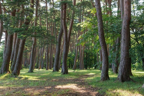 様々な種類の木々が茂る青松浜