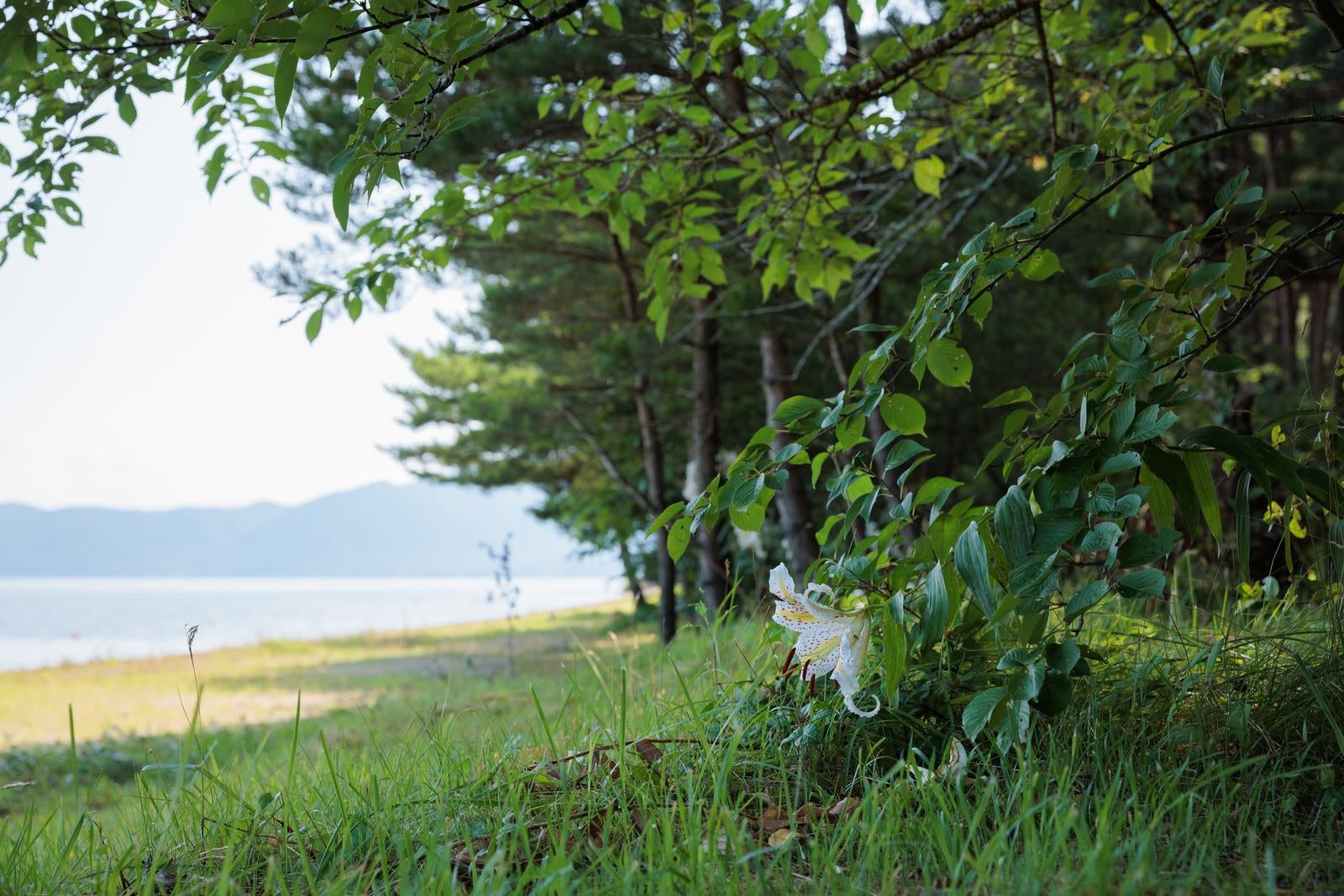 「湖岸の植物と青松浜の様子」の写真