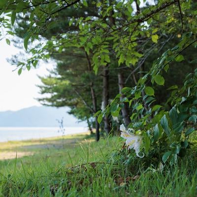 湖岸の植物と青松浜の様子の写真