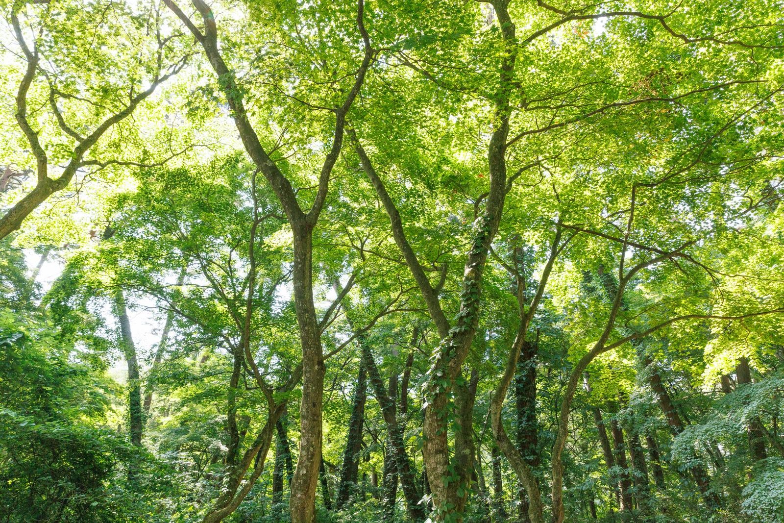 「青松浜での新緑と木漏れ日」の写真