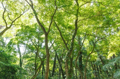 青松浜での新緑と木漏れ日の写真