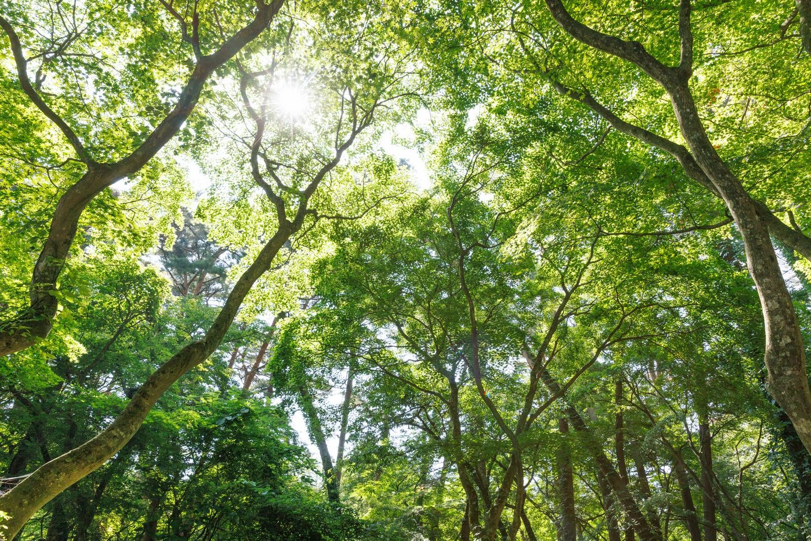 「青松浜周辺の木々から差し込む光」の写真